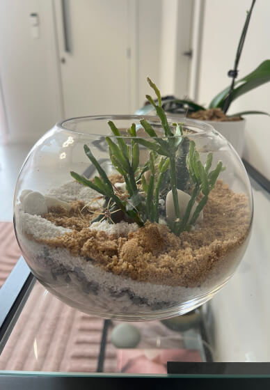 Desert-Scape Terrarium Cactus Workshop
