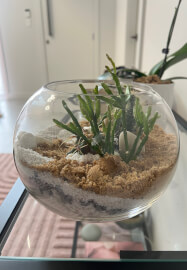 Desert-Scape Terrarium Cactus Workshop