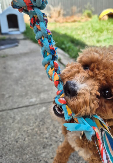 Dog Toy Workshop: Make at Home