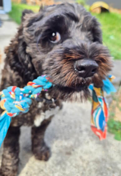 Dog Toy Workshop: Make at Home