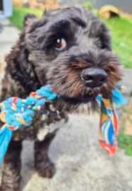 Dog Toy Workshop: Make at Home