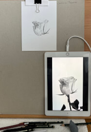 Drawing Class: Flowers in Graphite
