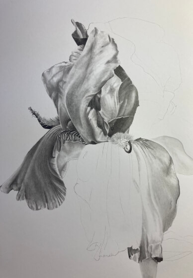 Drawing Flowers in Graphite