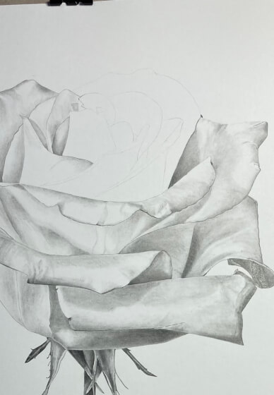 Drawing Flowers in Graphite