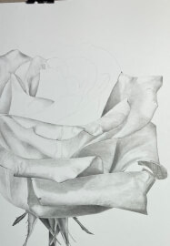 Drawing Flowers in Graphite