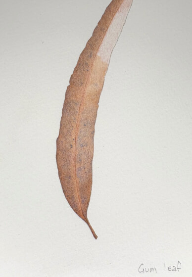 Drawing Leaves in Coloured Pencils Class