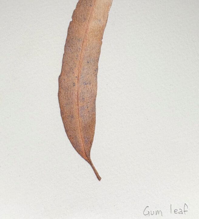 Drawing Leaves in Coloured Pencils Class