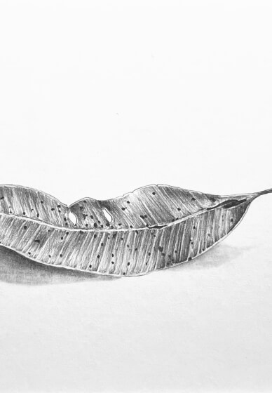 Drawing Leaves in Graphite Class