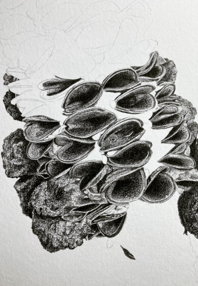 Drawing Seedpods in Graphite
