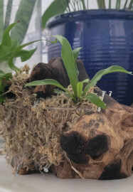 Driftwood Art Workshop