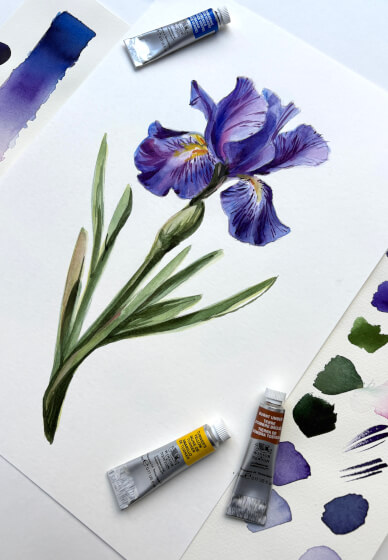 Dutch Iris Watercolour Painting Class
