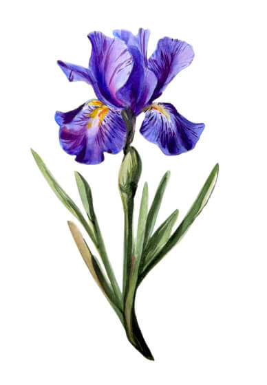 Dutch Iris Watercolour Painting Class