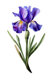 Dutch Iris Watercolour Painting Class