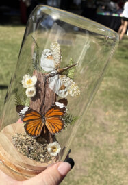 Entomology Workshop: DIY Butterfly Dome