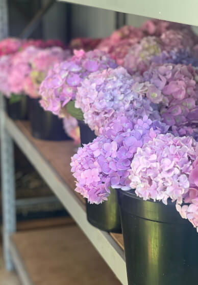 Farmer–Florist Workshop: Garden Style Vase Arrangement