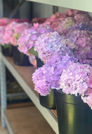 Farmer–Florist Workshop: Garden Style Vase Arrangement