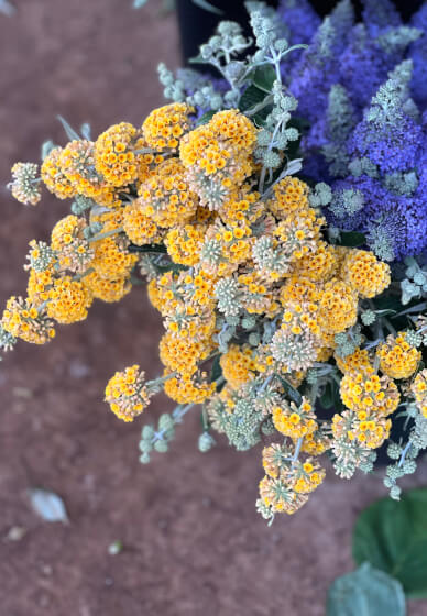 Farmer–Florist Workshop: Garden Style Vase Arrangement