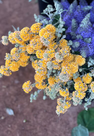 Farmer–Florist Workshop: Garden Style Vase Arrangement