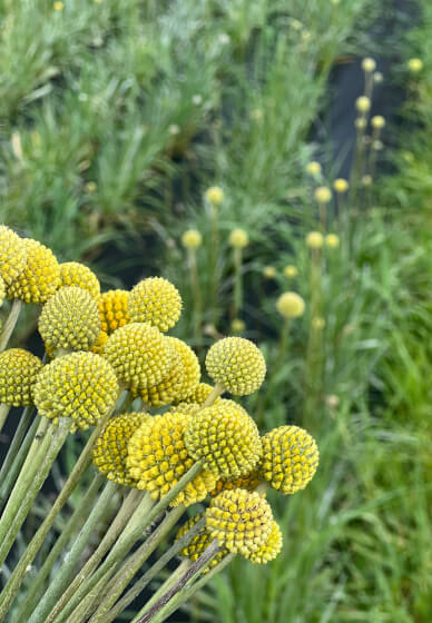 Farmer–Florist Workshop: Hand-Tied Wildflower Bouquet