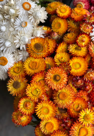 Farmer–Florist Workshop: Hand-Tied Wildflower Bouquet