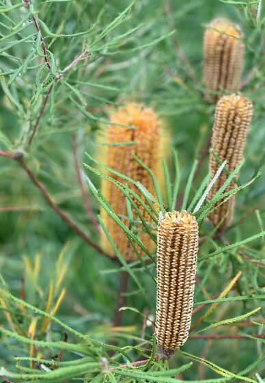 Farmer–Florist Workshop: Working with Wildflowers