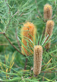 Farmer–Florist Workshop: Working with Wildflowers