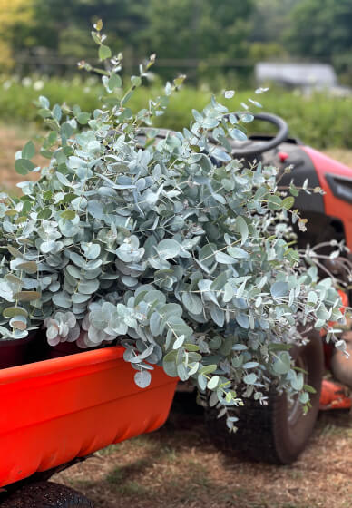Farmer–Florist Workshop: Working with Wildflowers