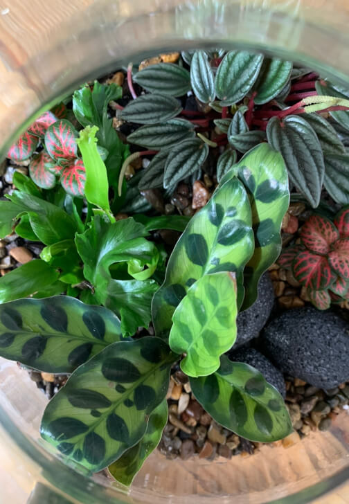Father's Day Jungle Glass Bowl Terrarium Workshop