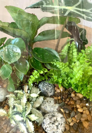 Father's Day Jungle Glass Bowl Terrarium Workshop