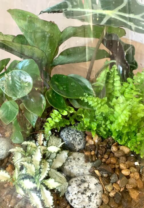 Father's Day Jungle Glass Bowl Terrarium Workshop