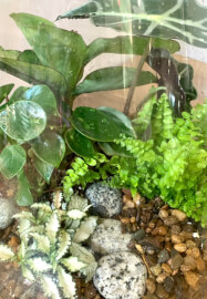 Father's Day Jungle Glass Bowl Terrarium Workshop