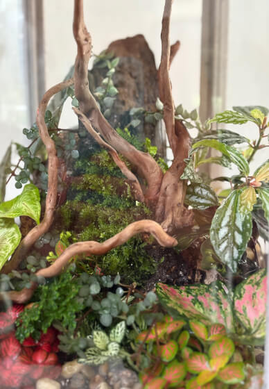 Father's Day Jungle Glass Bowl Terrarium Workshop