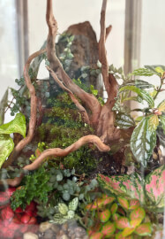 Father's Day Jungle Glass Bowl Terrarium Workshop