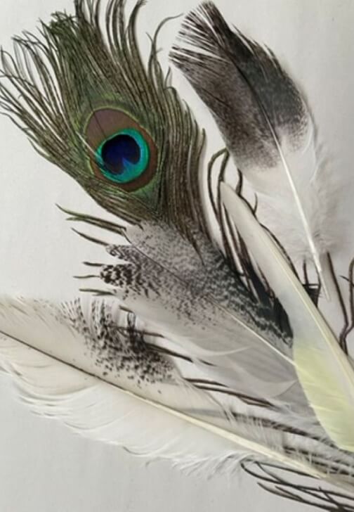 Gel Plate Printing with Feathers Workshop