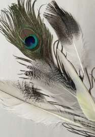 Gel Plate Printing with Feathers Workshop