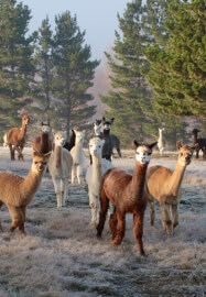Felt Workshop: Banners