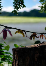 Felting Flowers and Vine Bunting Workshop for Beginners