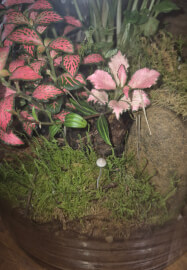 Fishbowl Terrarium Workshop