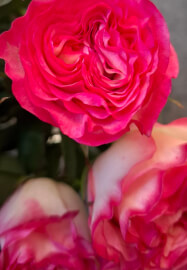Floral Arrangement Date Night Workshop
