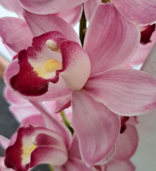 Floral Wiring Workshop: Professional Florals for Cakes