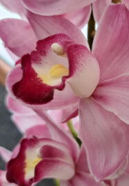 Floral Wiring Workshop: Professional Florals for Cakes