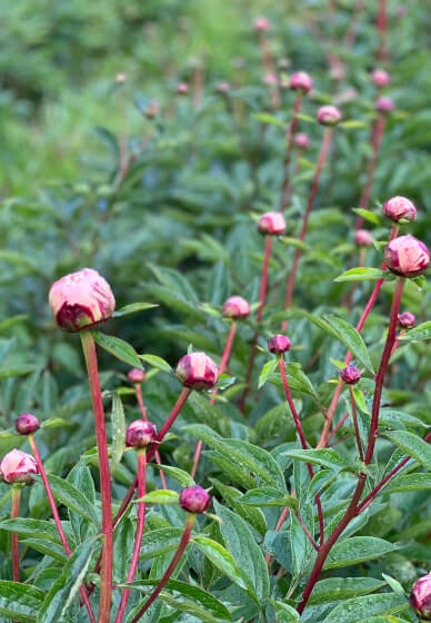 Floristry Workshop: Spring Beginners Seasonal Vase
