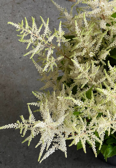 Floristry Workshop: Spring Beginners Seasonal Vase