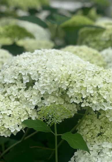 Floristry Workshop: Spring Beginners Seasonal Vase