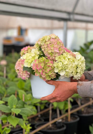 Floristry Workshop: Spring Beginners Seasonal Vase