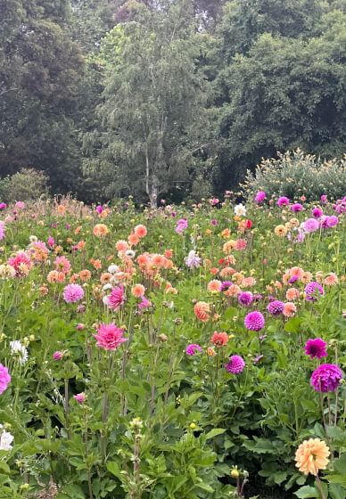 Flower Picking Class with Farm Tour