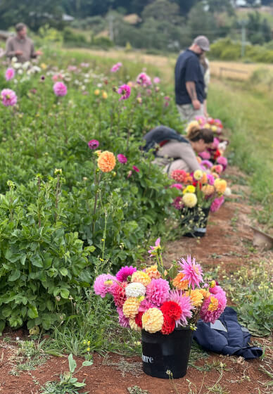 Flower Picking Class with Farm Tour