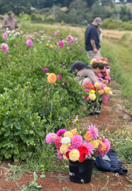 Flower Picking Class with Farm Tour