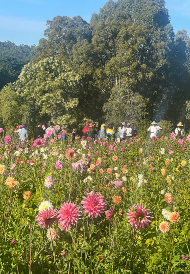 Flower Picking Class with Farm Tour
