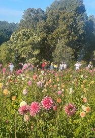 Flower Picking Class with Farm Tour